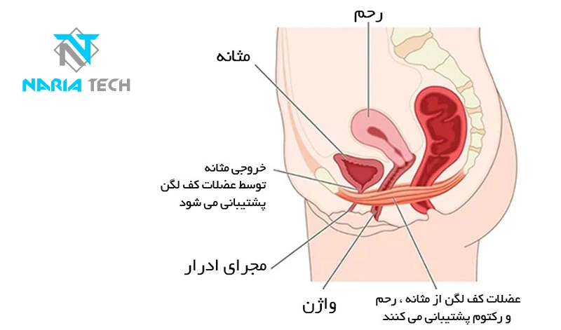 صندلی مگنت ‌تراپی؛ درمانی نوین و مدرن در اورولوژی